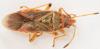 Arocatus longiceps